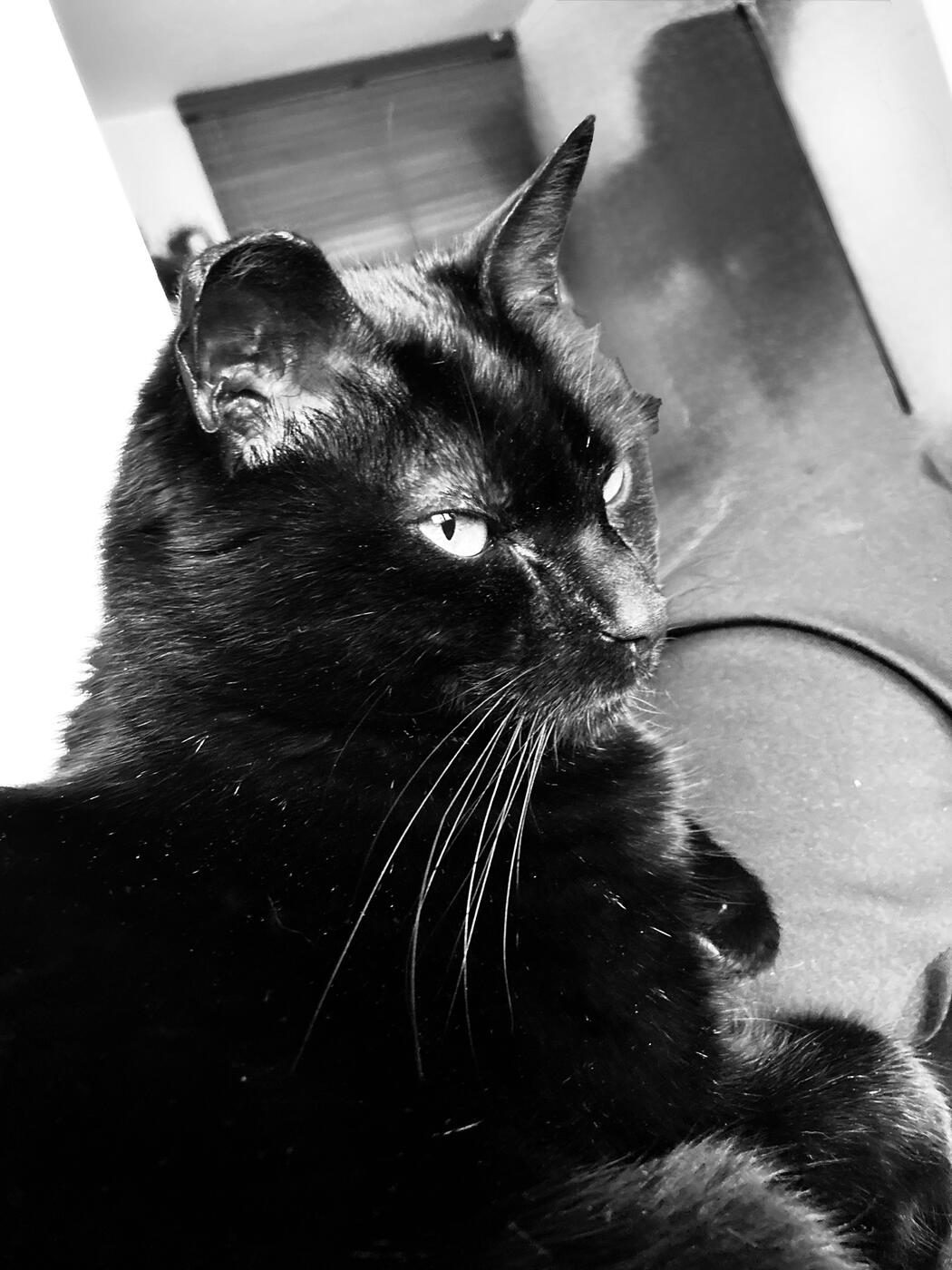 Maow, Gato Voyagero Gach Animation Studio